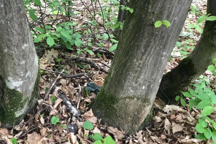 Atac de viperă în Făget, zona Edgar Quinet - FOTO