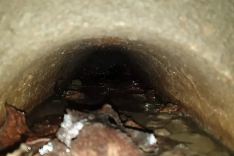 Pompierii au salvat 8 pui de câine dintr-un canal de scurgere a apei - FOTO