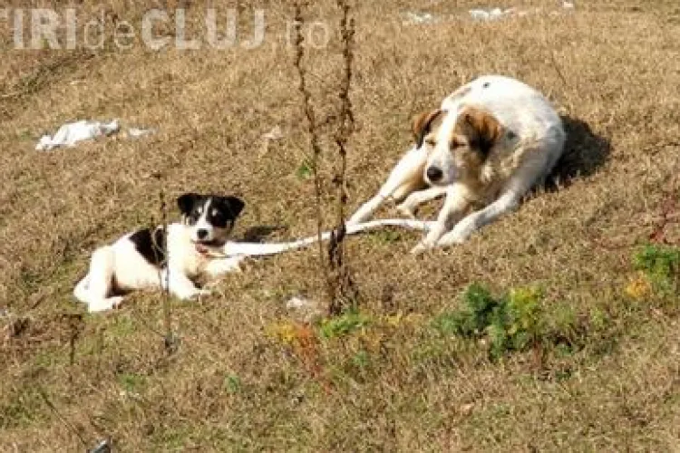 O femeie a fost gasita moarta pe un camp si mancata de caini