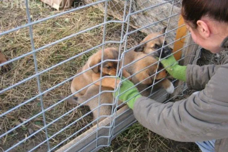 Doggy Christmas Party la Cluj Napoca in 19 decembrie! Se fac donatii