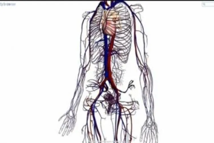 Google Body 3D! Noua harta a corpului omenesc - VIDEO