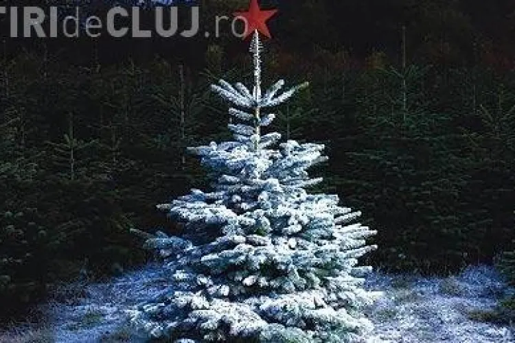 Geneticienii lucreaza la obtinerea bradului care straluceste fara instalatii electrice