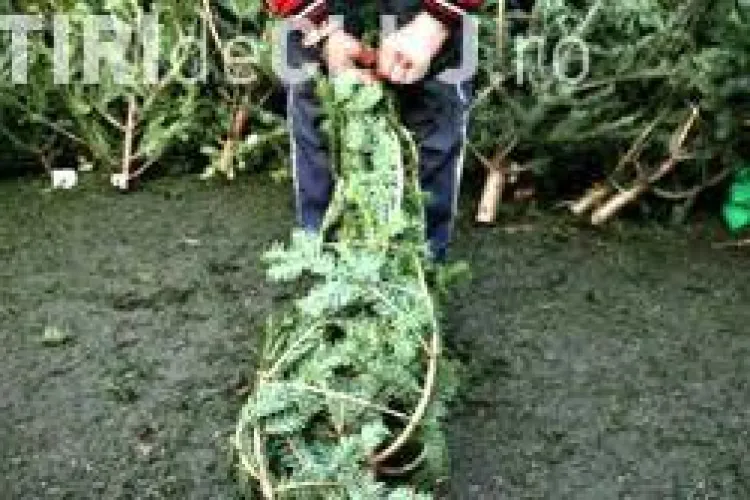 Un barbat din Savadisla prins cu 50 de brazi transportati ilegal