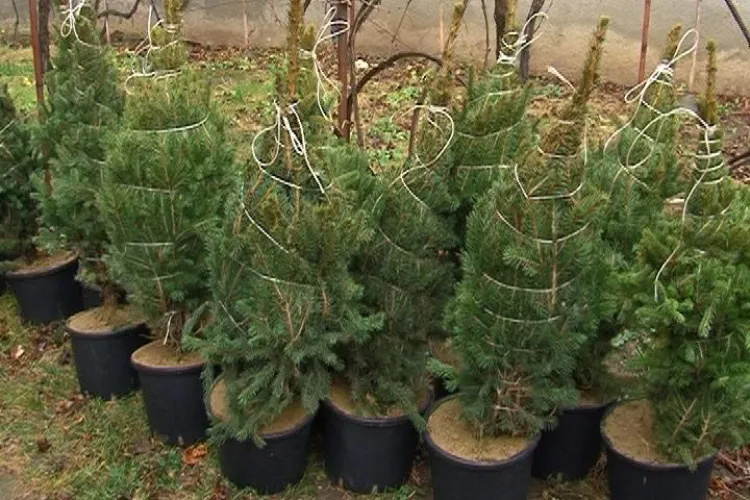 Vedeti locurile de unde puteti cumpara brazi de Craciun, in Cluj Napoca!