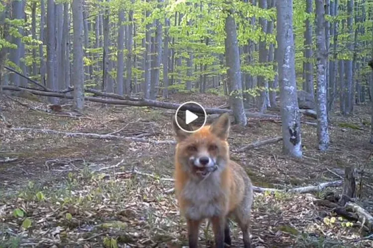 Vulpe curioasă, filmată în Parcul Național Semenic - Cheile Carașului - VIDEO