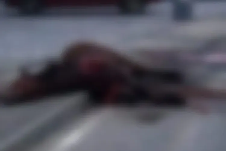 Cal lovit de mașină în Florești. Inevitabilul s-a produs - FOTO