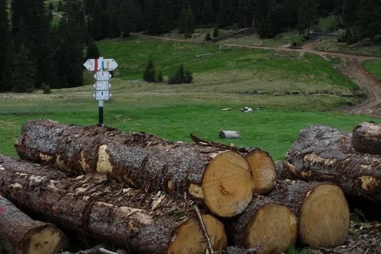 Prăpăd în Padis/Parcul Apuseni. Se taie pădurile vechi de 70 de ani - FOTO