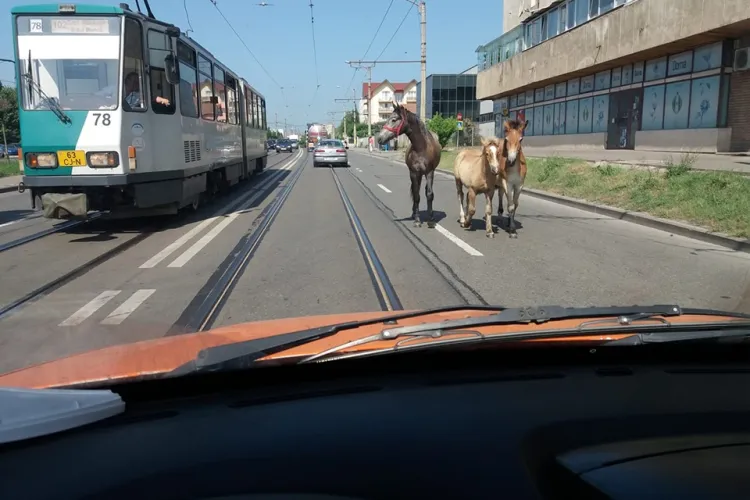 Clujul e ca în Vestul Sălbatic. Sunt cai pe Bulevardul Muncii - FOTO