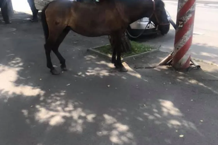 Cal lăsat liber prin Cluj-Napoca! A ajuns în centrul orașului - FOTO