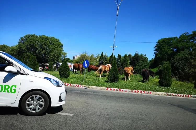 O herghelie de cai paște în sensul giratoriu de la Cora - FOTO