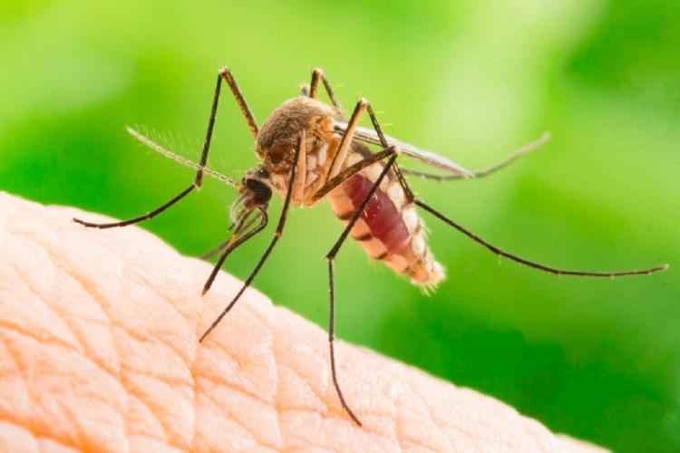 Avertizare privind virusul West Nile, pe fondul vremii ”tropicale” din România