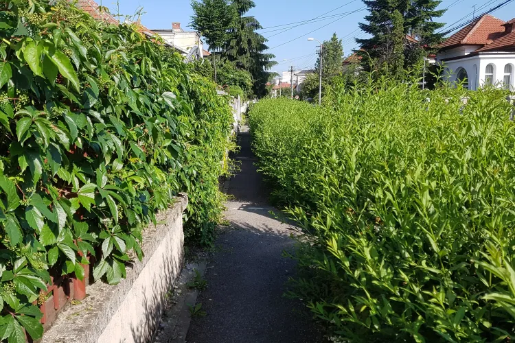 Primăria Cluj-Napoca a UITAT să tundă gardul viu prin Andrei Mureșanu - VIDEO