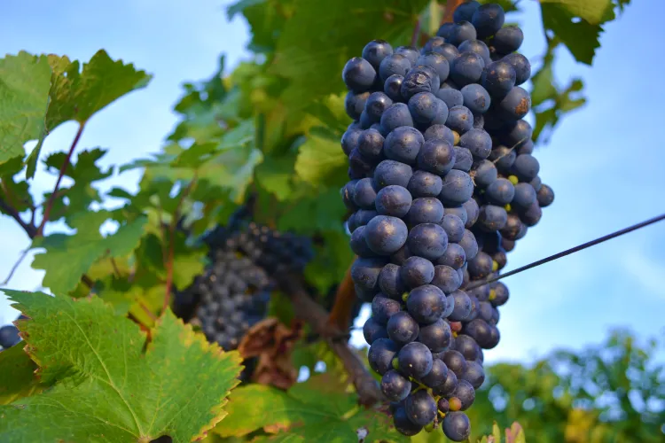 Cum se produce vinul roze în propria gospodărie – sfaturi de la specialiștii Jidvei 