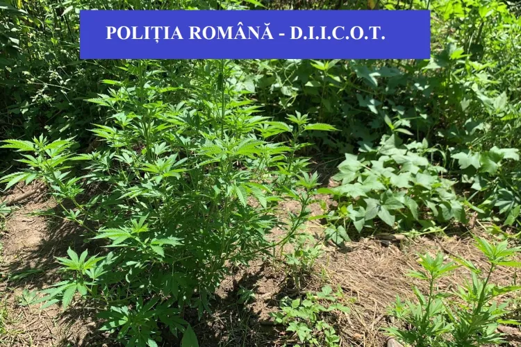Percheziție la o fermă de canabis din județul Cluj - FOTO
