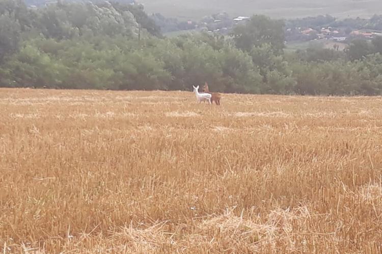 Căprioară ALBĂ fotografiată la Cluj. ”Bambi cel alb” face furori în online - FOTO