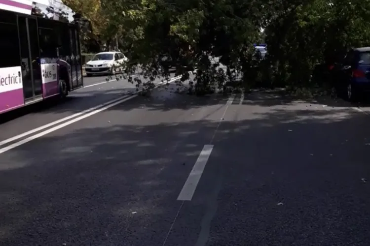 ATENȚIE, șoferi! Copac căzut pe stradă, pe Bulevadrul Nicolae Titulescu FOTO