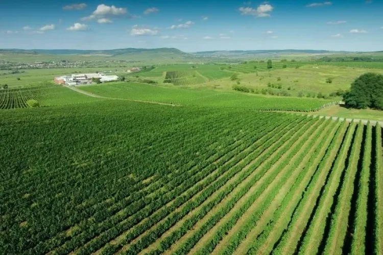 Au mai rămas 3 zile în care puteți comanda Must de la Jidvei