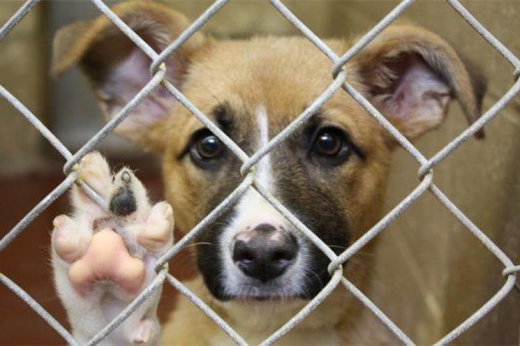”Ziua porților deschise” la Centrul de Întreținere și Adăpost Câini Fără Stăpân din Cluj