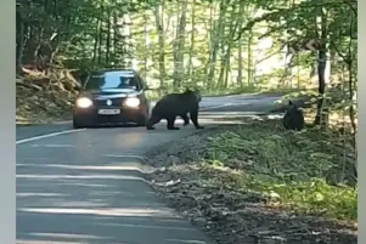 Ce face acest șofer român când în față i-a apărut o ursoaică și puiul ei - VIDEO