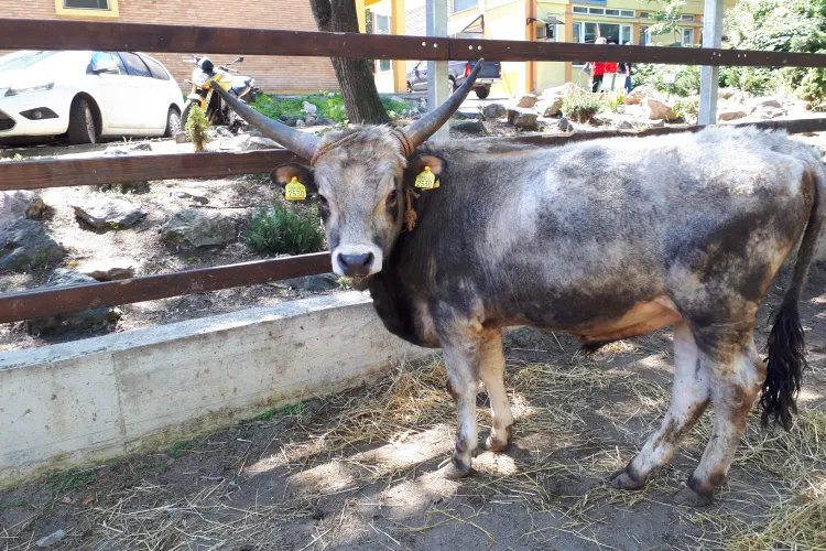 Zilele Clujului la USAMV, cu demonstrații de călărie, dresaj canin, prezentări de animale domestice