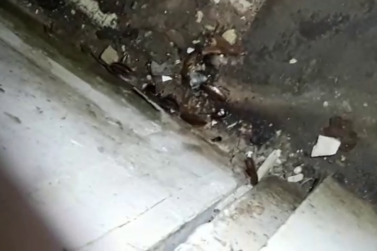 Restaurantele de la VIVO INCHISE. OPC a găsit colonii cu gândaci cât moneda de 50 de bani - VEZI VIDEO
