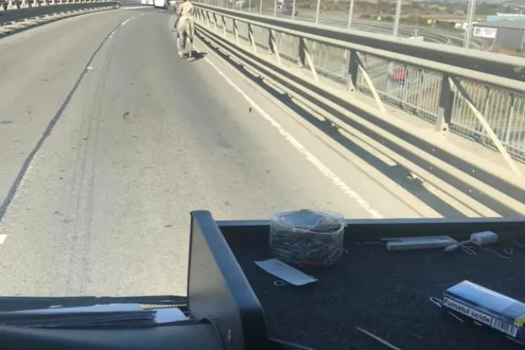 Călăreț pe centura Vâlcele - Apahida - FOTO