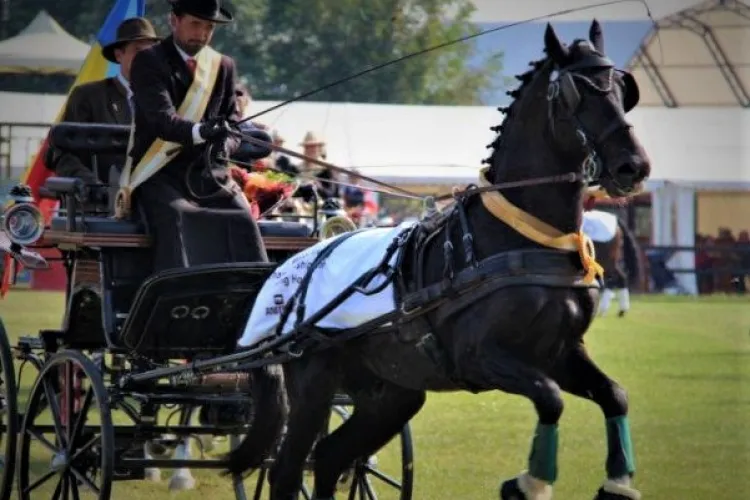 Armăsarul Neapolitano XXXI-42 din România, Campion Mondial - FOTO