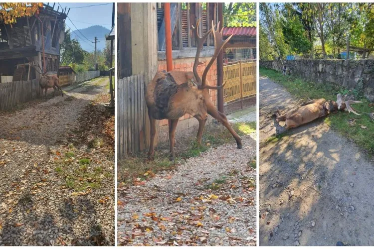 Povestea TRISTĂ a cerbului care a coborât din pădure ca să moară între case - FOTO