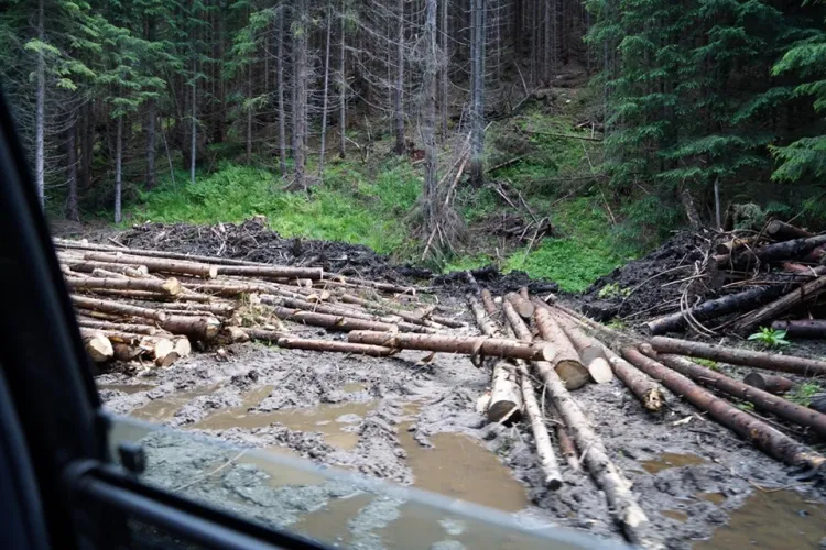 Senatorul Goțiu cere anchetă pentru complicitatea Poliției în jaful pădurilor de pe Valea Topologului - FOTO