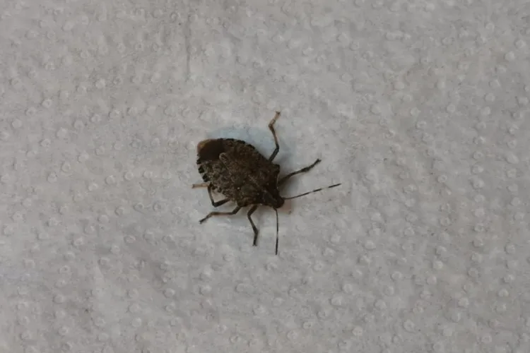 Ploșnița marmorată a invadat Clujul - FOTO