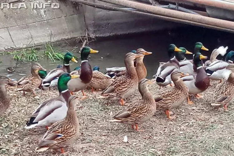 Cluj: Doi vietnamezi au vânat cu praștia rațe pentru a le mânca