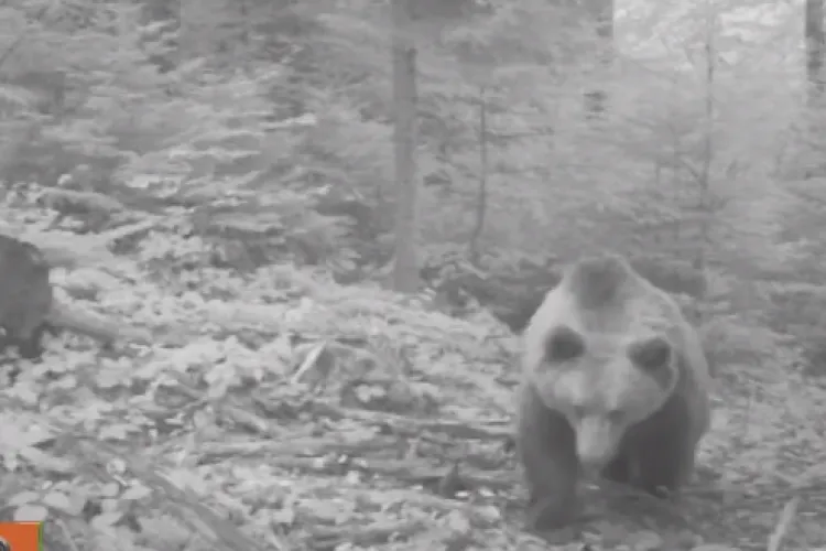 Momentul în care o ursoaică descoperă camera de monitorizare din Parcul Natural Apuseni - VIDEO