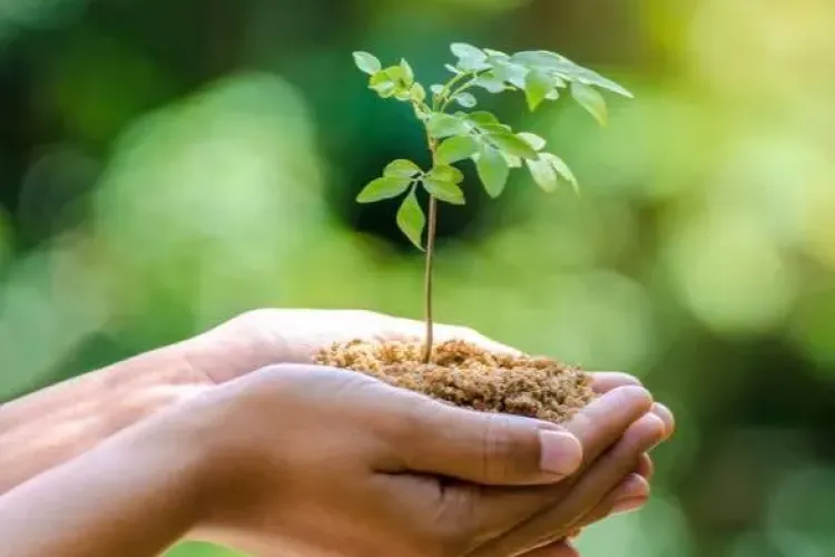 Acțiune MASIVĂ de împădurire la Cluj! Sunt așteptați peste 700 de voluntari VIDEO