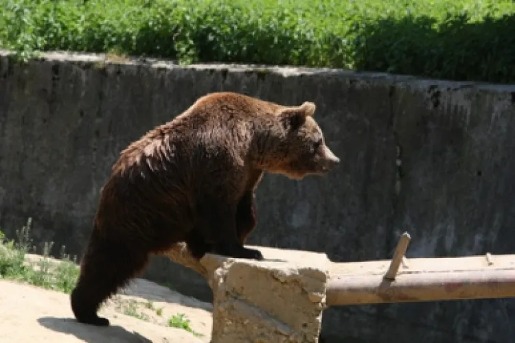 Urs lovit de mașină pe Autostrada Turda-Borș