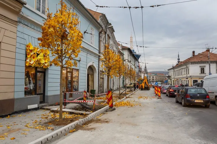 Primăria Cluj-Napoca a început plantarea celor 52 de copaci pe strada Regele Ferdinand. Câte lucrări au mai rămas de făcut