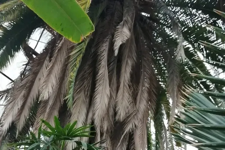 Cluj: FRATILOR! Help, moare Gradina Botanica! - FOTO