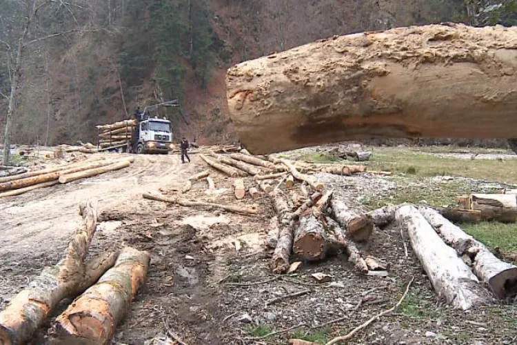 Jurnaliști de la Netflix, agresați în România. Filmau un documentar despre ”mafia lemnului”