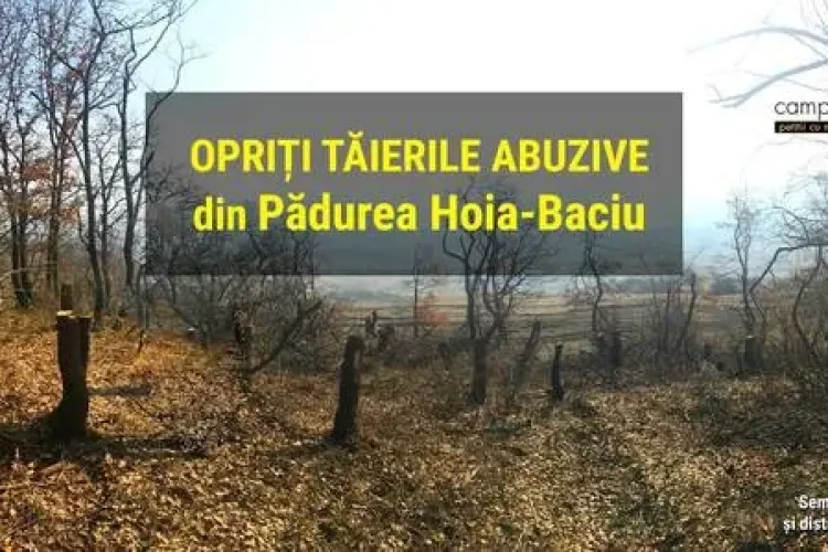 Petiție pentru oprirea tăierilor abuzive de copaci din Pădurea Hoia-Baciu