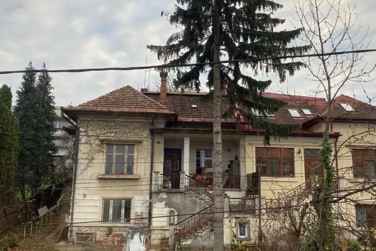 Brad secular, printre cei mai bătrâni din Cluj, doborât la pământ fără acte - FOTO