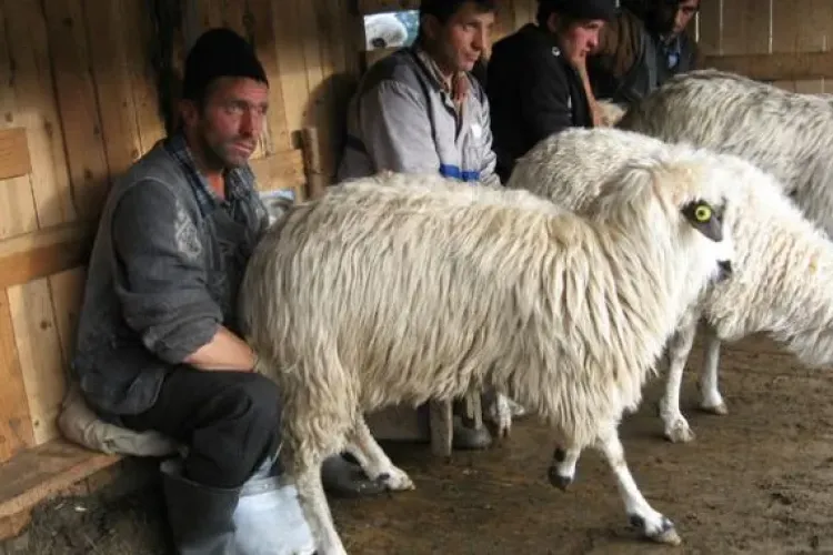 Oficial: Unii producători pun căcăreze de oaie în lapte pentru a înşela consumatorii