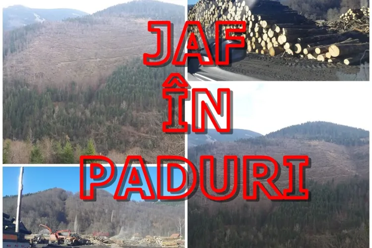 Cât îi mai SUPORTĂM! Taie pădurile seculare de pe Valea Drăganului - VIDEO