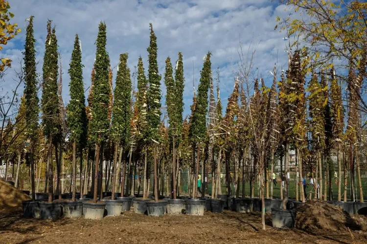 Lucrările la noul parc Între Lacuri sunt în toi! Au fost plantați primii arbori FOTO