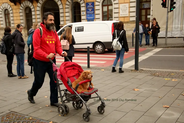 Cluj: Povestea cățelului plimbat de stăpân în cărucior pentru că e bolnav - FOTO