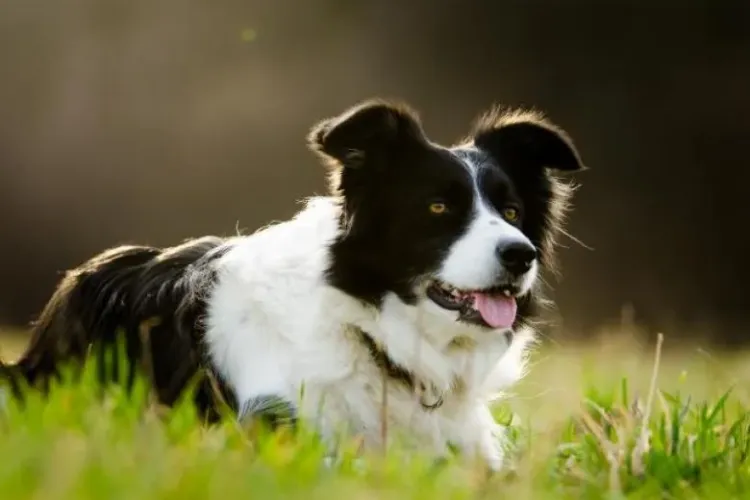 Un câine a înfruntat flăcările din Australia pentru a salva o turmă de oi - VIDEO