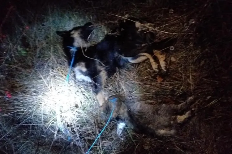 Criminal de animale, câini și pisici, depistat în Feleacu! Iubitorii de animale spun că sadismul este dus la extrem - FOTO