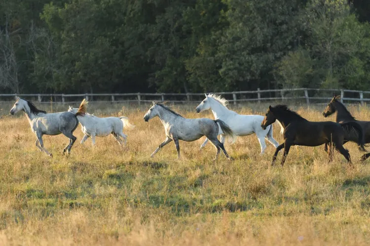 O fermă de animale, cu lac și campus universitar apare la marginea Clujului, în Hoia
