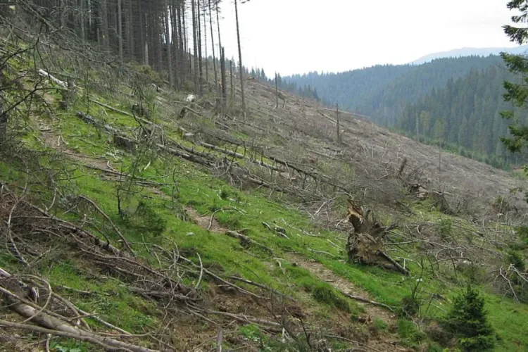 În România se taie pe oră peste 3 hectare de pădure. Afacerile cu lemn sunt URIAȘE