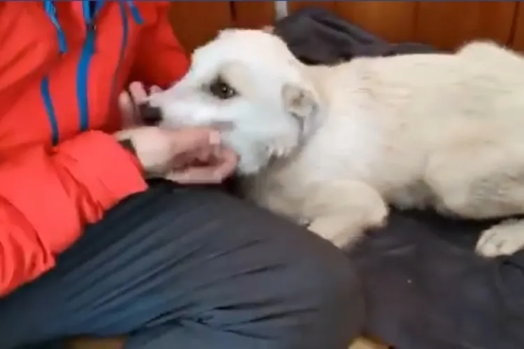 Situația dramatică a cățelușei abuzate sexual la Cluj: O asociație încearcă să o salveze VIDEO