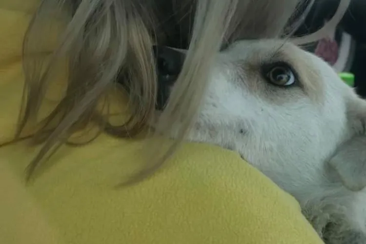 Cățelușa abuzată sexual la Cluj a ajuns în grija unei asociații pentru protecția animalelor: Lisa a fost salvată