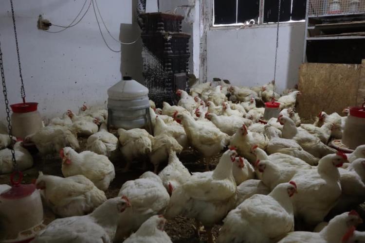 Carne din focare de gripă aviară vândută și la Cluj